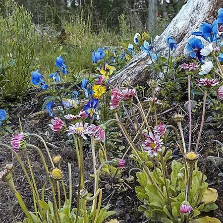 Campsite Leite Telt Lyngstad