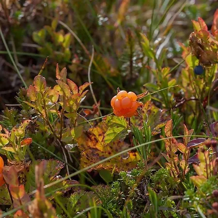 Kemping Leite Telt *